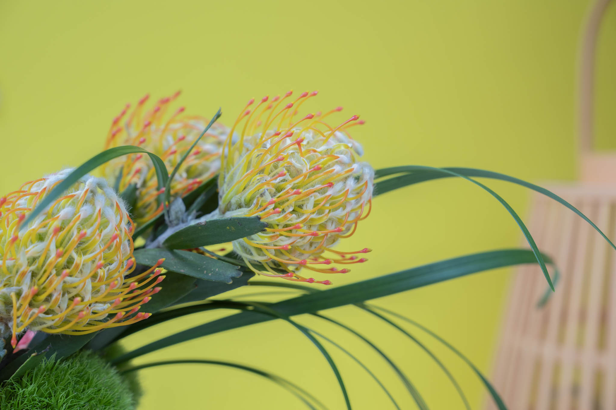 leucospermum