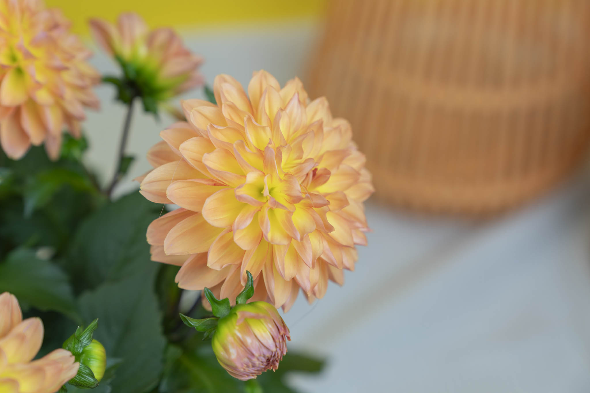 fleurs chrysantème Agora Group grossiste