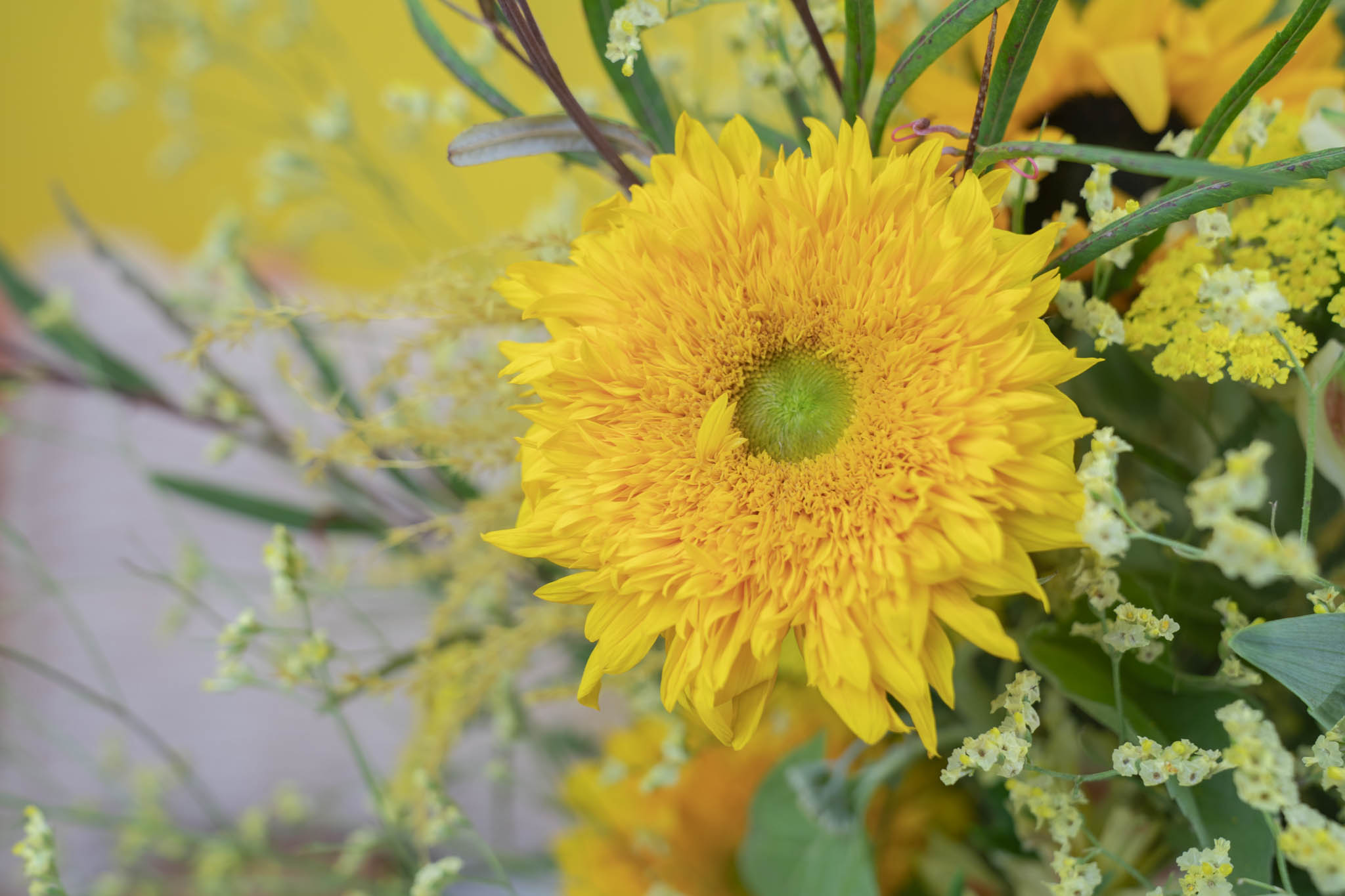 tournesol 'Teddy Bear'