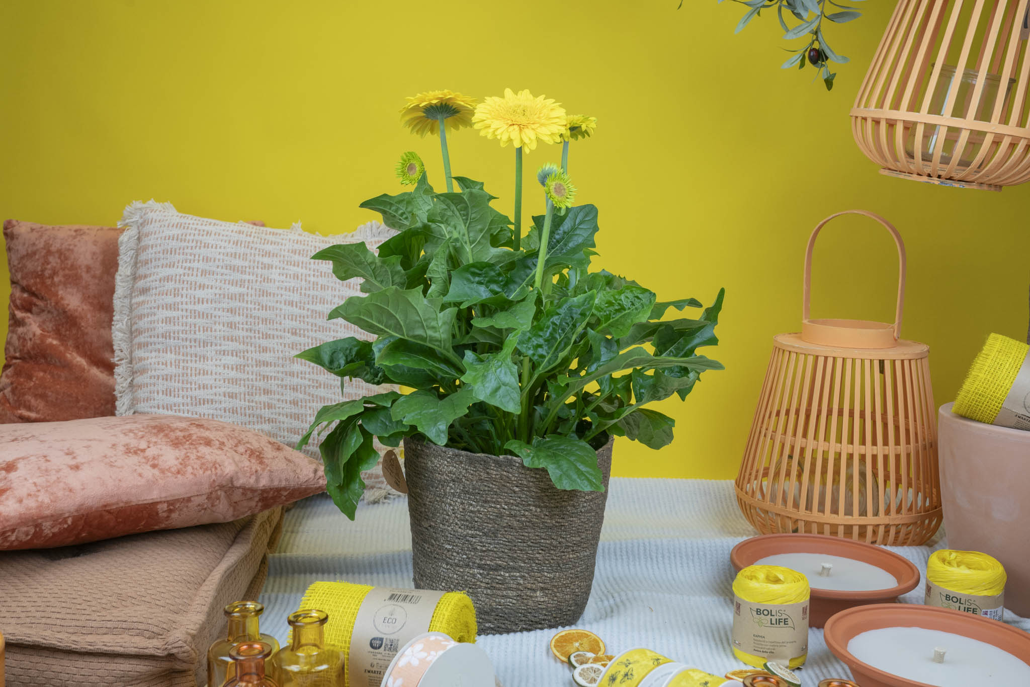 gerbera plante jaune Agora Group grossiste